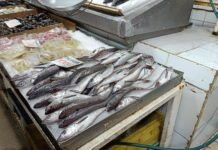 Desde el 1 de septiembre rige la veda de la merluza común en todo el país